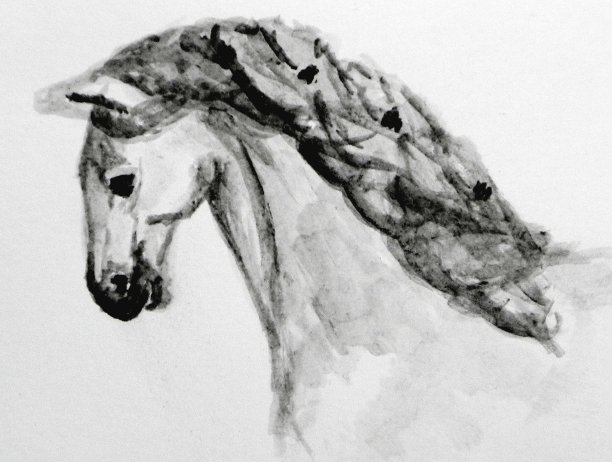 马的画像。白色背景上的插图。图片下载