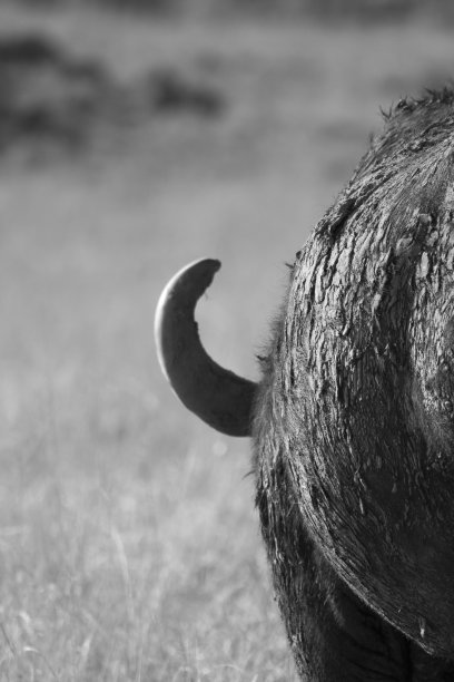 布法罗的背后图片下载