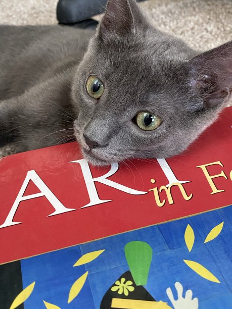 基蒂在书图片下载