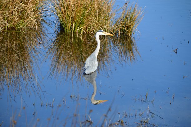 狩猎鹭图片下载
