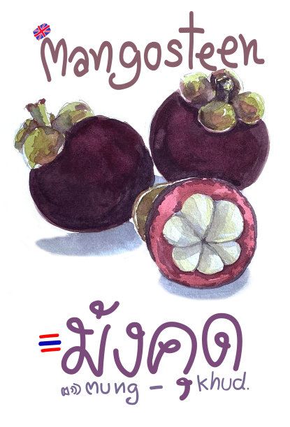 山竹-芒库德水彩素描图片下载