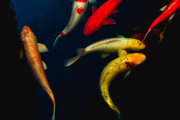 池塘中五彩缤纷的锦鲤在户外的禅宗花园中作装饰。图片下载