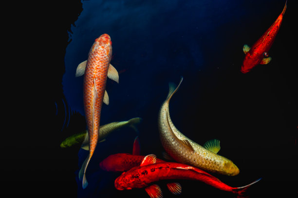 池塘中五彩缤纷的锦鲤在户外的禅宗花园中作装饰。图片下载