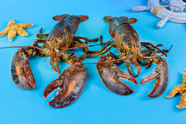 野生龙虾与海星在蓝色的背景。图片下载