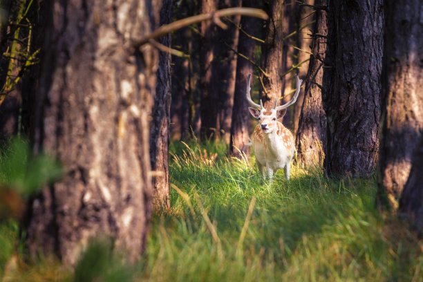 有角的休鹿在森林里吃草图片下载