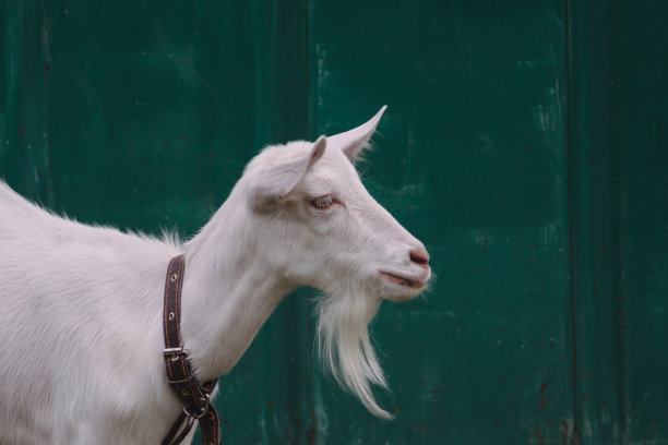 山羊在村子里吃草。一种白山羊，长着胡须，没有角。图片下载