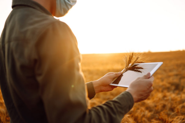 所有者农场使用触摸板检查麦田质量。图片下载