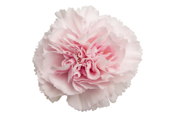 康乃馨花孤立图片下载