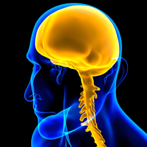 硬脑膜解剖医学概念3D图片下载