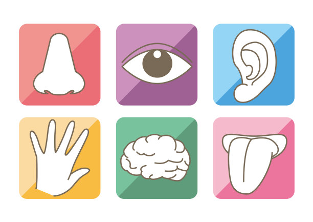 五种感官和大脑图像-彩色图标集图片下载