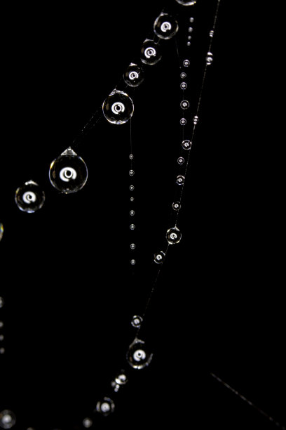 蜘蛛网上的水滴图片下载