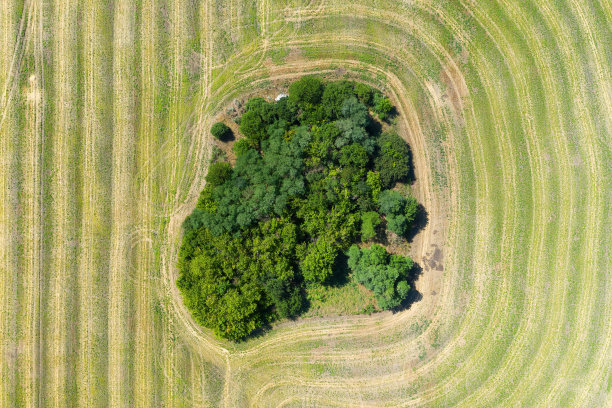 农田中间有一片绿色的田野，有小树和灌木。图片下载