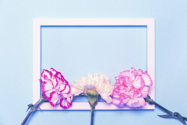 创意的布局，以彩色康乃馨花与白色框架上柔和的蓝色背景。图片下载