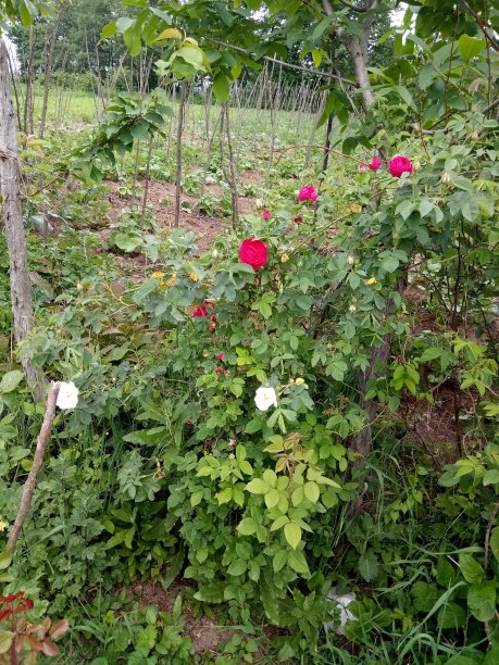 自然的照片图片下载