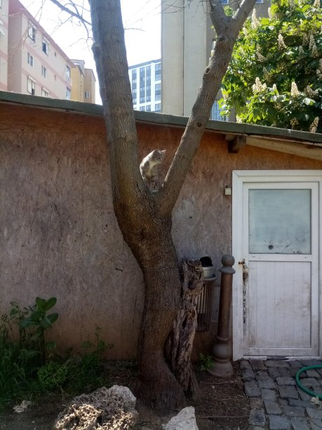 自然的照片图片下载