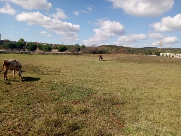 可爱的动物和奶牛图片下载