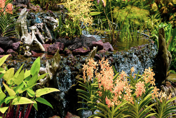 兰花国家园的主园。是一个充满热带、绿色植物和橙色花朵的地方。新加坡图片下载