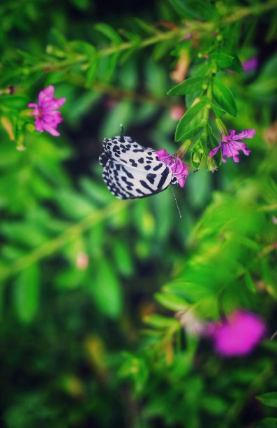 美丽的黑白蝴蝶在花与花和绿色的背景。图片下载
