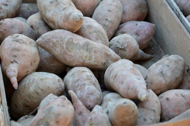 水果和蔬菜图片下载