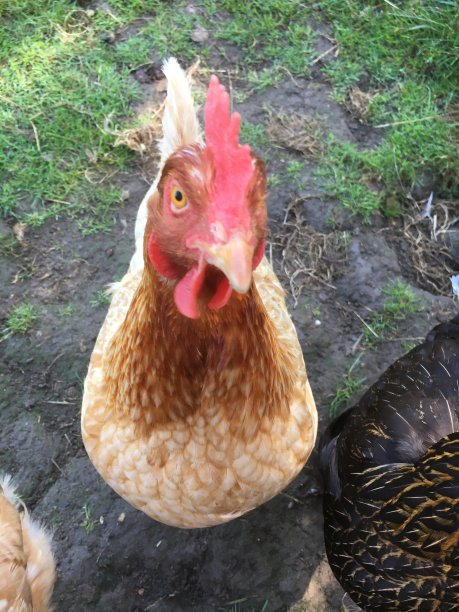 鸡爱宠物爱图片下载