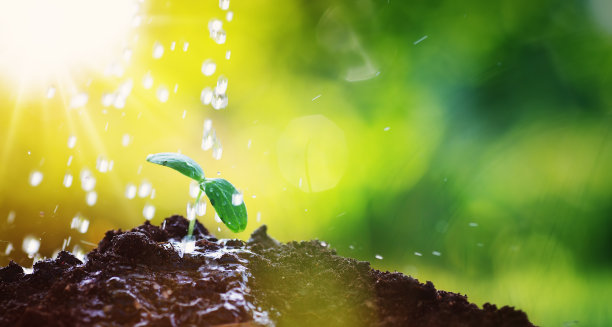 夏天，阳光明媚的一天，花园里的水珠滴落在新芽上图片下载