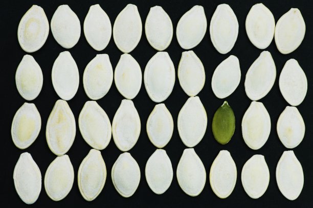 南瓜种子排成一排——一颗种子从人群中脱颖而出。图片下载