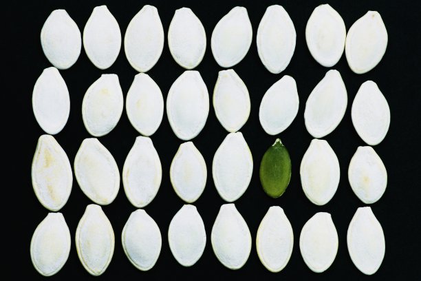 南瓜种子排成一排——一颗种子从人群中脱颖而出。图片下载