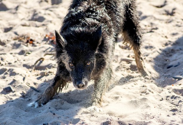 年老的狗正在沙滩上玩耍图片下载