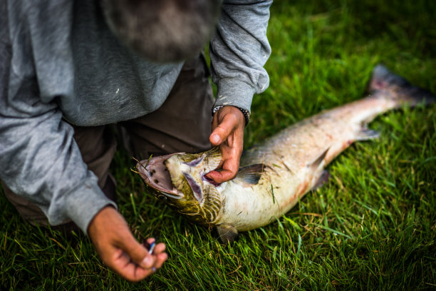 捕获并放生鲑鱼图片下载