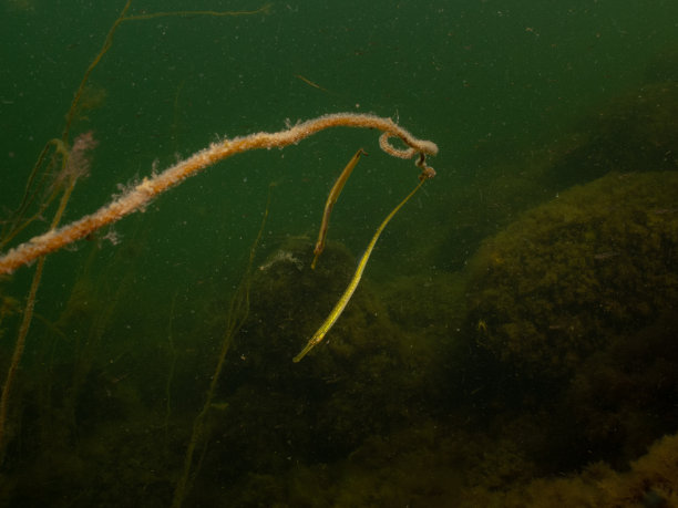 一张直鼻尖嘴鱼的特写照片，尼洛菲斯。图片来自瑞典马尔默厄勒桑德图片下载