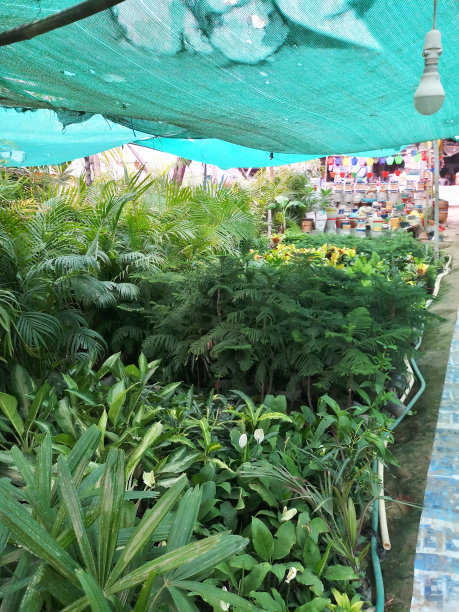 热带花园中心的图像，不同品种的热带植物排列在花园的两侧，在花园中心出售，椰子树在小塑料盆，郁郁葱葱的绿色异国丛林树叶图片下载