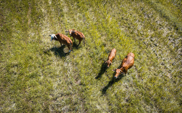 奶牛在向上看图片下载