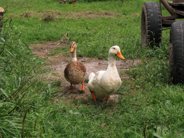 农场里的家鸭。公园装饰鸟在公共场所。设计素材照片图片下载