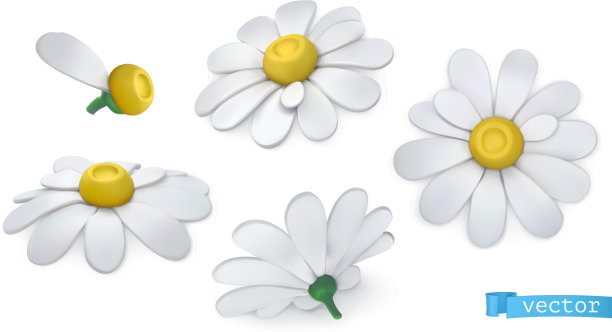 洋甘菊花雏菊3d图标设置图片下载