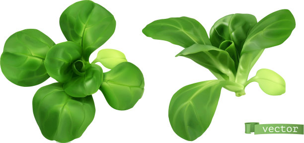 田野沙拉，玉米沙拉或羔羊生菜，现实图片下载