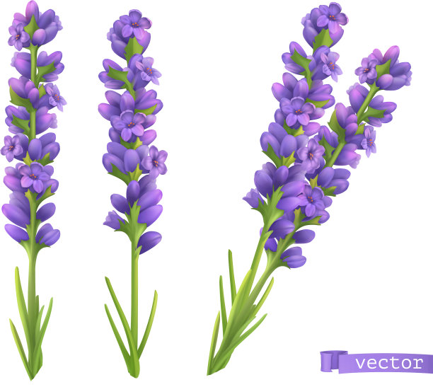 薰衣草花3d现实设置图片下载