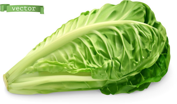 长叶莴苣是3d现实食物对象图片下载
