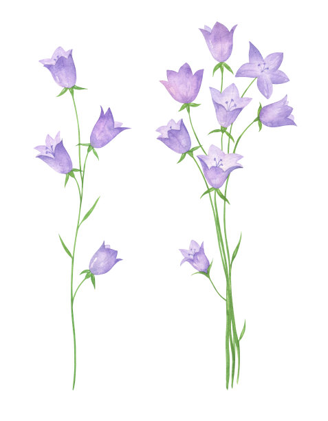 水彩钟花集图片下载