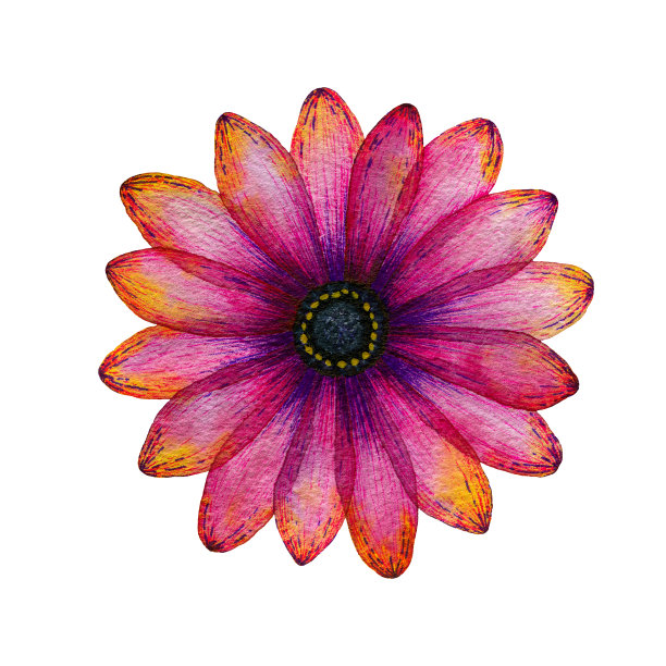 明亮的粉红色和紫色单大丽花花孤立在白色，手绘充满活力的颜色花卉插图设计，贴纸或图标图片下载