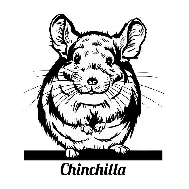 窥视栗鼠-有趣的栗鼠猪向外窥视-脸头部孤立在白色图片下载