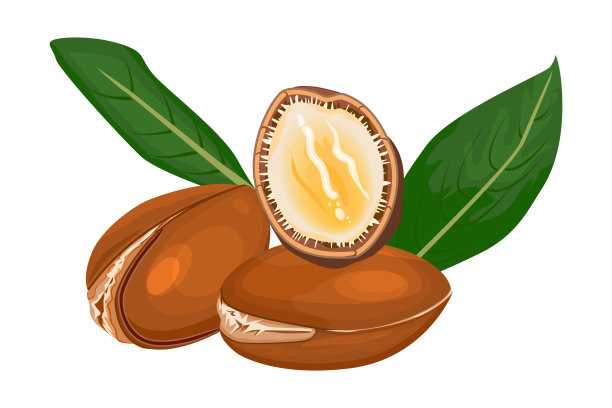 在白色背景上分离的坚果。阿甘树枝，水果，坚果和树叶。图片下载