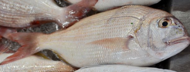 新鲜的鱼图片下载