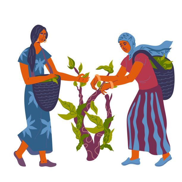 采茶与女采摘在种植园，平面矢量插图孤立。图片下载