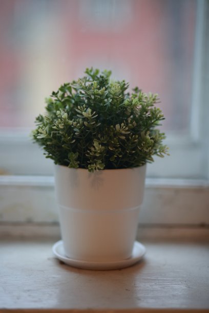 盆栽植物图片下载