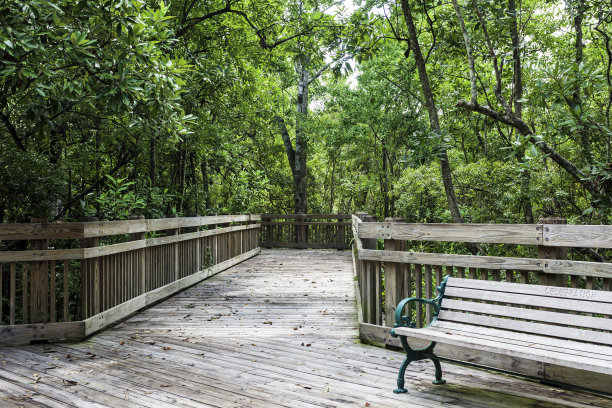在庆祝佛罗里达的城市公园，有一条绿树成荫的木板路蜿蜒穿过树林和公园长椅，所以你可以停下来休息一会儿图片下载
