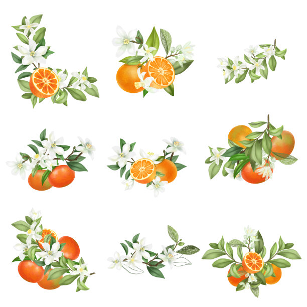 手绘花束和盛开的柑橘树枝的组成孤立在一个白色的背景图片下载