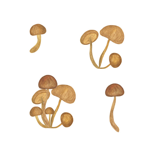 食用木耳蜂蜜蘑菇设置季节水彩插图收获时间秋天庆祝，季节性健康素食饮食，手绘模式森林植物图片下载