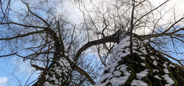 高角度的冬季树与裸露的树枝覆盖着雪层图片下载
