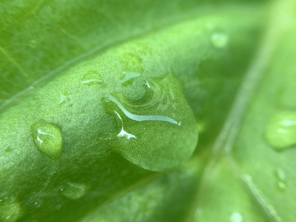 雨滴落在树叶上图片下载
