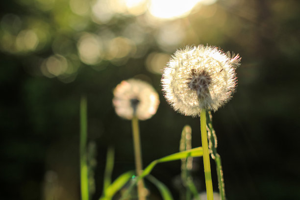 美丽的蒲公英花与种子在自然模糊的背景。花的概念与文本的地方。图片下载